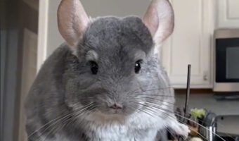 チンチラが忍者に?!世界一かわいい動物の世界一かっこかわいい忍者姿に魅了された