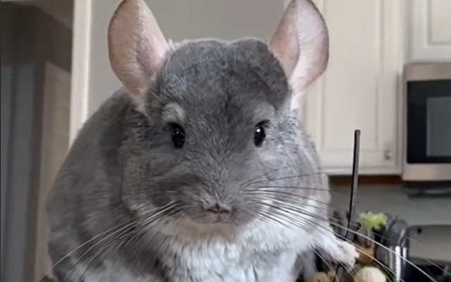 チンチラが忍者に?!世界一かわいい動物の世界一かっこかわいい忍者姿に魅了された