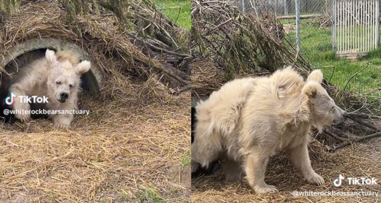 「まるで月曜の朝の私」熊の保護施設が寝起きの白いクマの動画を投稿し世界で話題に