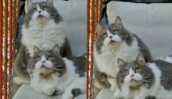 姉妹猫のシンクロが凄い！鳥を目で追う仕草が完璧に同じだ！