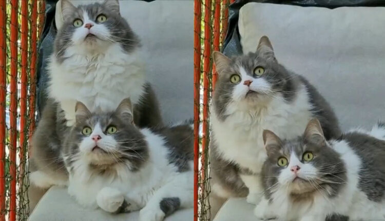 姉妹猫のシンクロが凄い！鳥を目で追う仕草が完璧に同じだ！