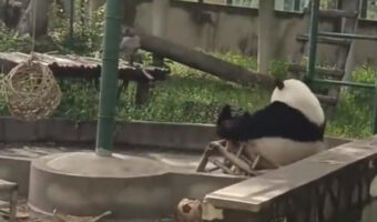 パンダもこれなるんだ!椅子で遊んでる時に心臓止まりそうになるやつ
