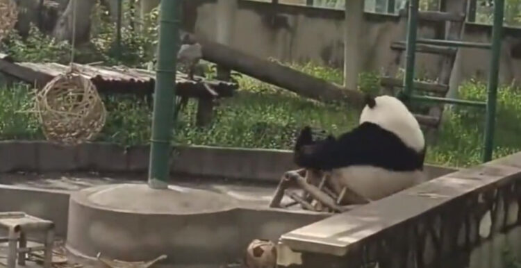 パンダもこれなるんだ！椅子で遊んでる時に心臓止まりそうになるやつ