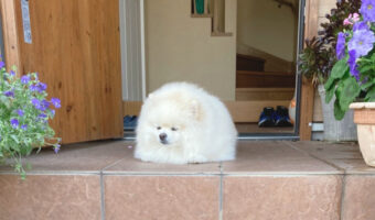 可愛すぎる!おさんぽ行きたいと玄関を出たらポメラニアンだったはずの子が大福になった!?