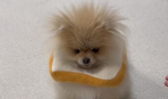 おやつ当てクイズをはずしてしまったポメラニアンのショックを受ける姿がかわいすぎた!