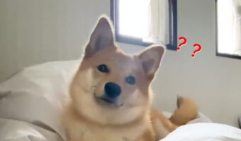 はてなマークがたくさん出ちゃってる柴ちゃんの動画がかわいすぎて...