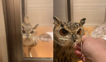自分の羽を飼い主にプレゼント！求愛の意味のある行動をとるフクロウがかわいい