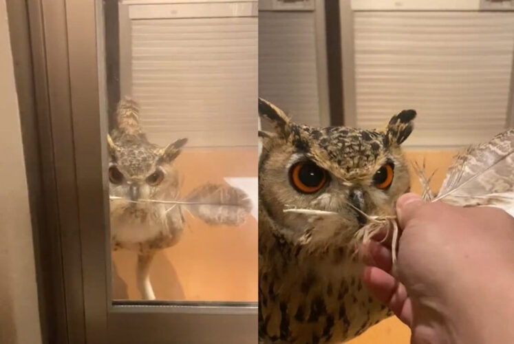 自分の羽を飼い主にプレゼント！求愛の意味のある行動をとるフクロウがかわいい