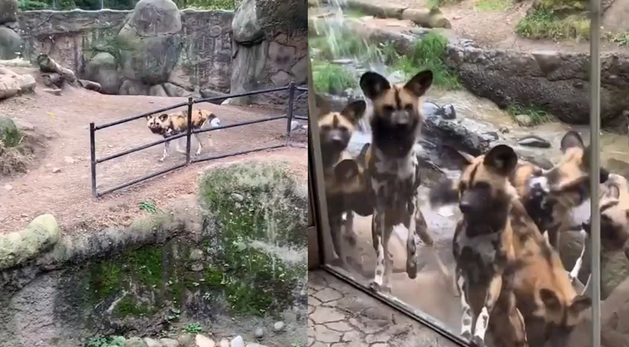 動物園のリカオンたちが介助犬を発見し大興奮！「なんであいつは向こう側にいるんだ！？」