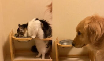 独特な水の飲み方の猫と、律儀に順番待ちする犬、2匹の関係性が面白い