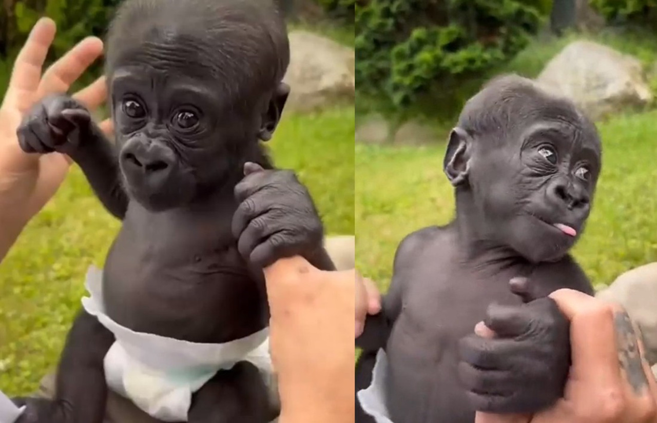 赤ちゃんゴリラがまるで人間の赤ちゃんみたいでかわいい！でもよく見るとあの有名人にそっくり？