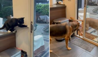 いつの間にか開いている裏口のドア。犯人を捜していた撮影者さんはついに真実を掴みました!!【アメリカ・動画】