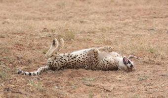 チーターは砂浴び中？あくびをしながら地面をゴロゴロしているのがかわいい！！