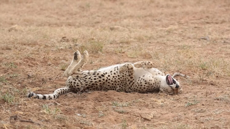 チーターは砂浴び中？あくびをしながら地面をゴロゴロしているのがかわいい！！
