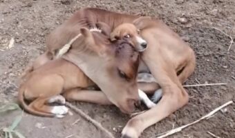 仔牛は保護された子犬が大好き!好きすぎるからかギュッと抱きしめたまま、離そうとしません!?【海外・動画】