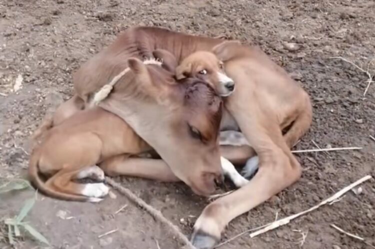 仔牛は保護された子犬が大好き！好きすぎるからかギュッと抱きしめたまま、離そうとしません！？【海外・動画】