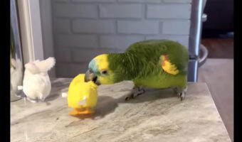 ゼンマイ式のオモチャで遊ぶのが大好きなボウシインコ。その遊び方は・・なかなか大胆です！！【アメリカ・動画】