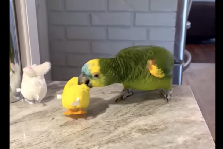 ゼンマイ式のオモチャで遊ぶのが大好きなボウシインコ。その遊び方は・・なかなか大胆です！！【アメリカ・動画】