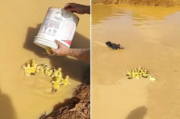 生まれて初めて水に飛び込むカルガモのヒナたち。その姿を見て、お母さんも迎えにやって来ましたよ！