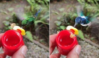 おやつをシェアする空飛ぶ生き物たち。ハチドリは飛んだまま上手におやつを楽しんでいますが、指にハチがとまっていますよ?!?!