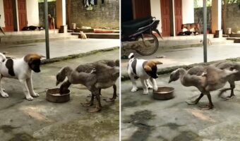 2羽のガチョウにごはんを狙われる子犬。「これは自分の!」と必死でアピールしますが・・