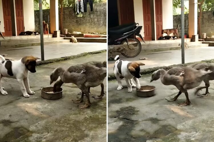 2羽のガチョウにごはんを狙われる子犬。「これは自分の！」と必死でアピールしますが・・