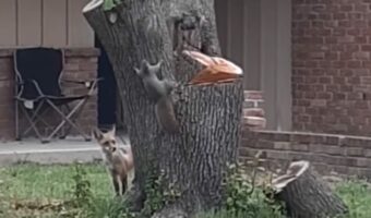 切り株でキツネがリスを追い回す!必死なリスは機転を利かせてキツネを翻弄します!!