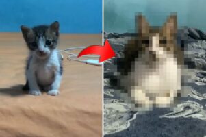 ベッドの上にちょこんと座って飼い主さんのことを待ってくれていた子猫。それが1年経つと・・【海外・動画】