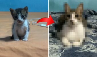 ベッドの上にちょこんと座って飼い主さんのことを待ってくれていた子猫。それが1年経つと・・【海外・動画】