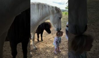 白馬に髪の毛をムシャムシャされて喜ぶ幼い女の子。この反応に、白馬は女の子をさらに喜ばせたくなったみたい!!【海外・動画】