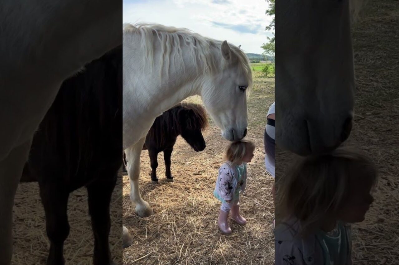 白馬に髪の毛をムシャムシャされて喜ぶ幼い女の子。この反応に、白馬は女の子をさらに喜ばせたくなったみたい！！【海外・動画】