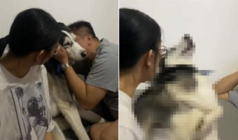 パパさんからのハグを喜ぶハスキー犬。ところが、お姉ちゃんが同じようにハグしようとすると・・【海外・動画】