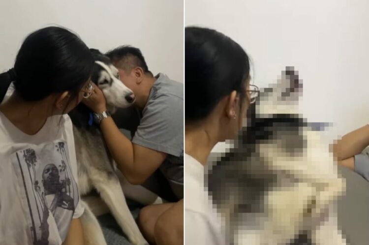パパさんからのハグを喜ぶハスキー犬。ところが、お姉ちゃんが同じようにハグしようとすると・・【海外・動画】