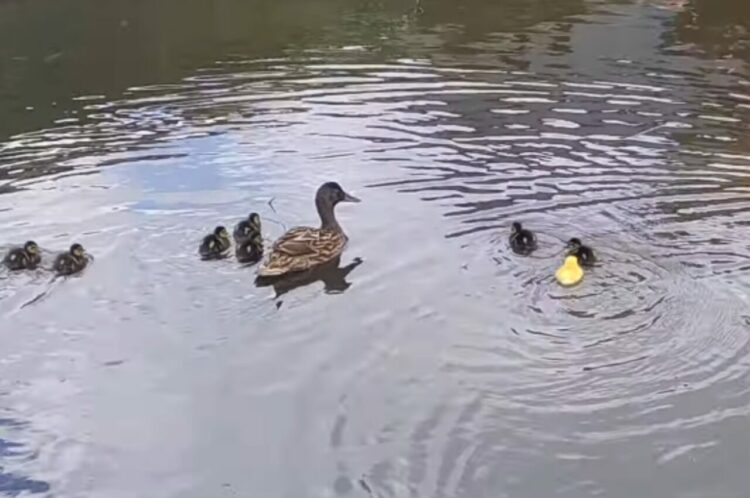 まるで『あの童話』みたいな光景！川で泳ぐアヒルのヒナたち、その中に一羽だけ黄色いヒナが混じっていました！！