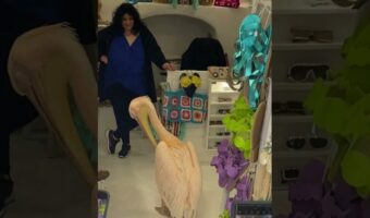 ギリシャのミコノス島のあるお店にできた人だかり。この時お店には『島のアイドル』が遊びに来ていました!!【海外・動画】