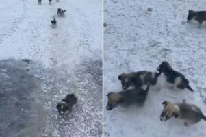 かわいい鳴き声をあげながらまっすぐ駆け寄ってくる子犬たち。懐いているようにも見えますが、『あるモノ』が目的のようで・・！！