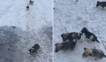 かわいい鳴き声をあげながらまっすぐ駆け寄ってくる子犬たち。懐いているようにも見えますが、『あるモノ』が目的のようで・・!!
