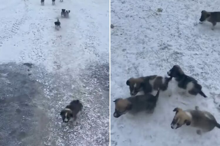 かわいい鳴き声をあげながらまっすぐ駆け寄ってくる子犬たち。懐いているようにも見えますが、『あるモノ』が目的のようで・・！！