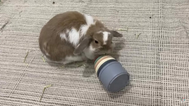 ウサギは容器に隠されたおやつを食べたい！！その気持ちがよく伝わってくる容器のふっとばしっぷりです！！
