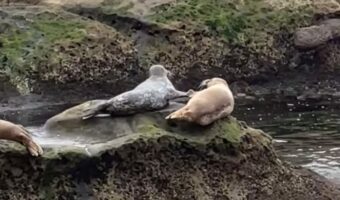 アザラシの赤ちゃんたちがお互いにヒレでペチペチ。熱い陣取り合戦を繰り広げているようなのですが・・、その姿かわいすぎ!!