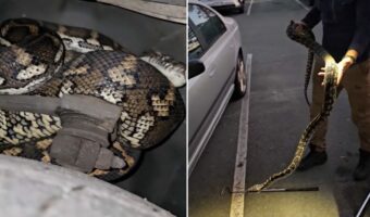 業者もビックリ!!依頼者のもとへ駆けつけると・・タイヤの奥に巨大なヘビが!!