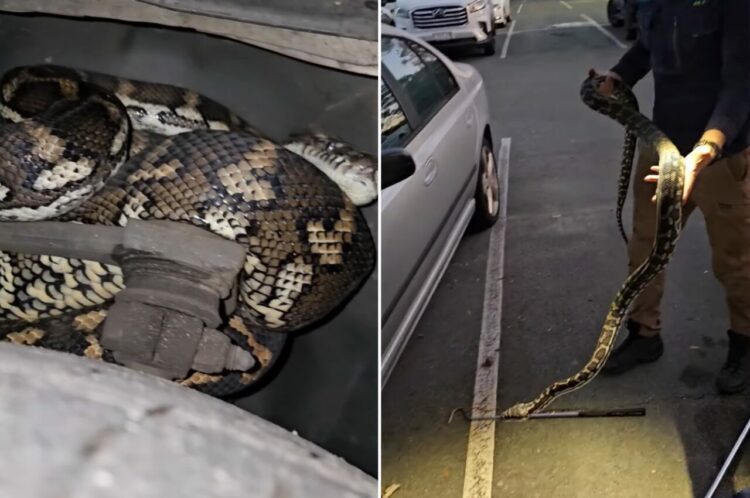 業者もビックリ！！依頼者のもとへ駆けつけると・・タイヤの奥に巨大なヘビが！！