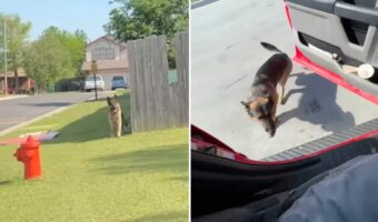 置いていかれるのが嫌だった？飼い主さんが車で外出することに気付いた愛犬は『ある行動』に出ました！！