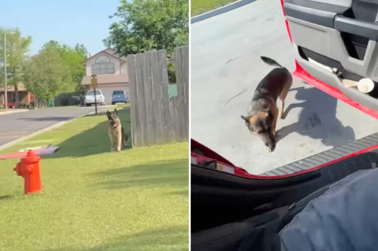 置いていかれるのが嫌だった？飼い主さんが車で外出することに気付いた愛犬は『ある行動』に出ました！！