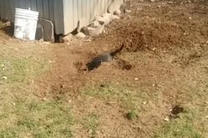 裏庭にいるはずの愛犬が見当たらない？！どうやら地球の裏側へと旅立とうとしていたみたいです！！【アメリカ・動画】