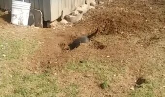 裏庭にいるはずの愛犬が見当たらない?!どうやら地球の裏側へと旅立とうとしていたみたいです!!【アメリカ・動画】