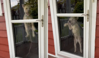 ドアに激しくぶつかるようにジャンプする犬。実はこの時、この子が大興奮する『あるお客さん?』がやって来ていたのです!!