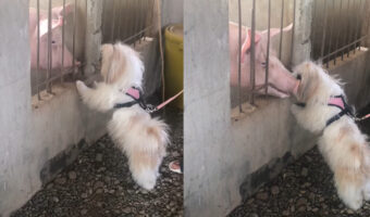 じっと見つめ合うシーズーと豚。お互いのことが気になるようで、柵越しにお互いの顔を寄せ合います！！