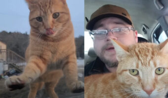 駐車した車のボンネットの上に乗る猫。車に入れてとアピールして、帰宅してきたパパさんに甘えたいみたい!!【アメリカ・動画】