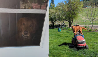 じっと見つめてくるゴールデンレトリバー。この子はパパさんが運転する芝刈り機に一緒に乗りたいみたいです！！【アメリカ・動画】